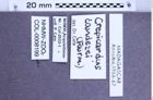 Etiketten zu Crepicardus candezei (Fairmaire, 1880) (NHMW-ZOO-COL-0008199)